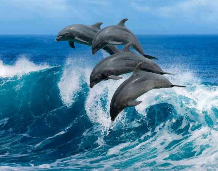 до чого сняться дельфіни