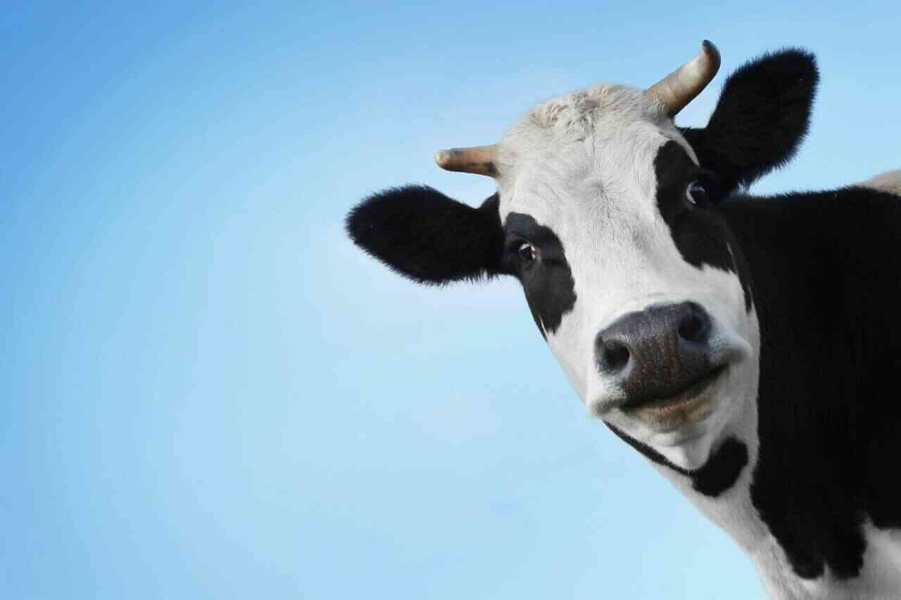 до чого сняться корови