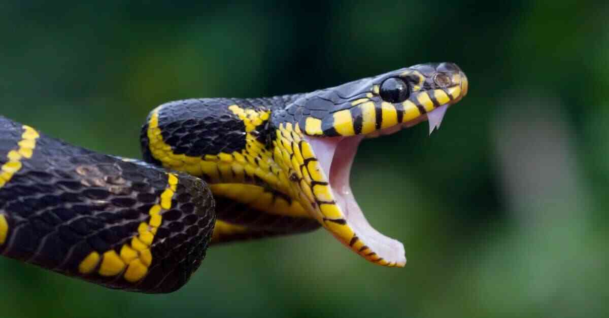 сонник змія