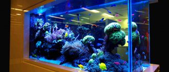 сонник акваріум з рибками
