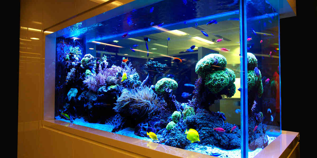 сонник акваріум з рибками