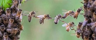 до чого сняться бджоли