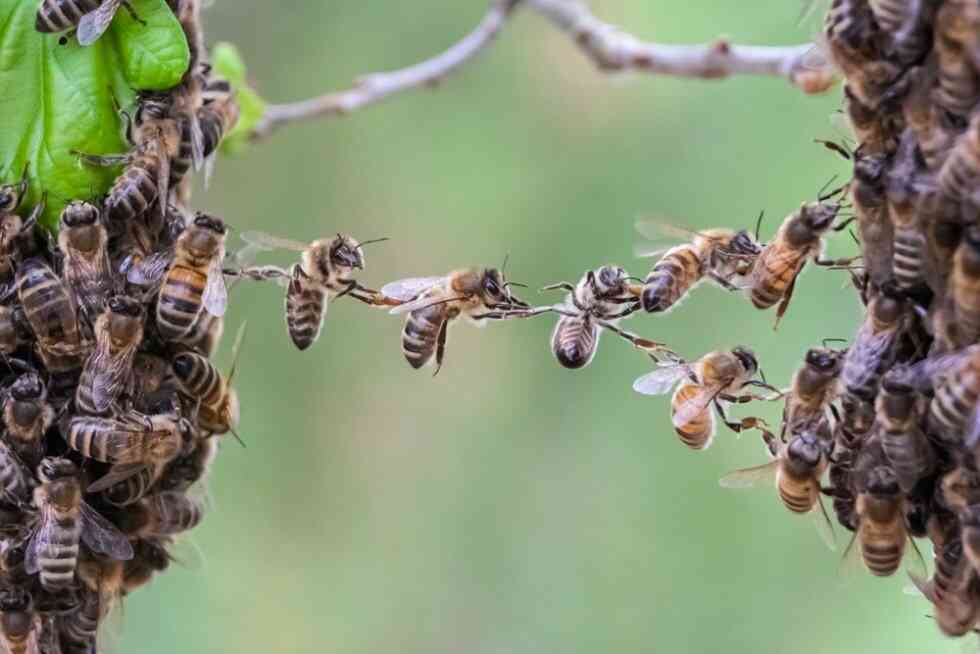 до чого сняться бджоли