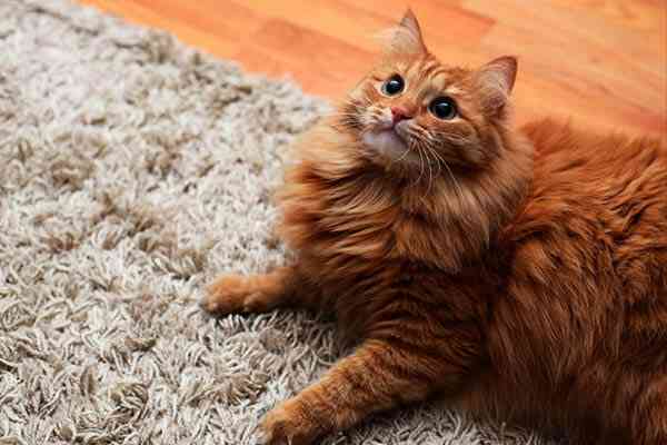 Руді коти в будинку: народні прикмети та попередження