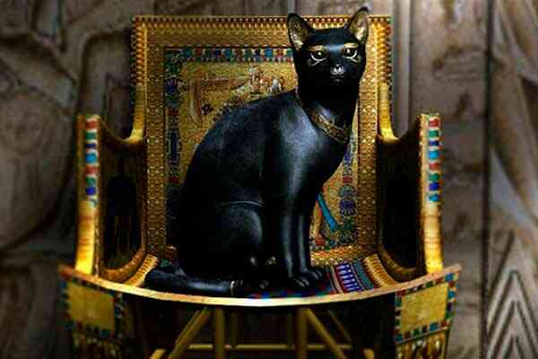 Що обіцяє чорна кішка в будинку і чи небезпечно її заводити