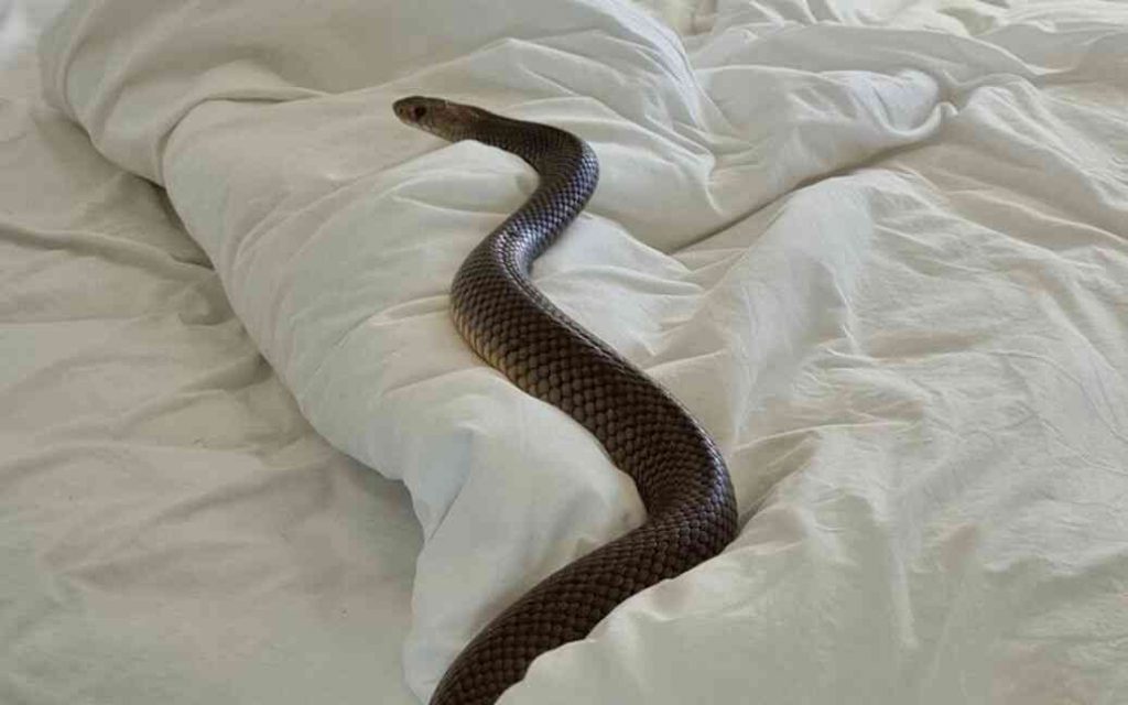 що означає коли сниться змія